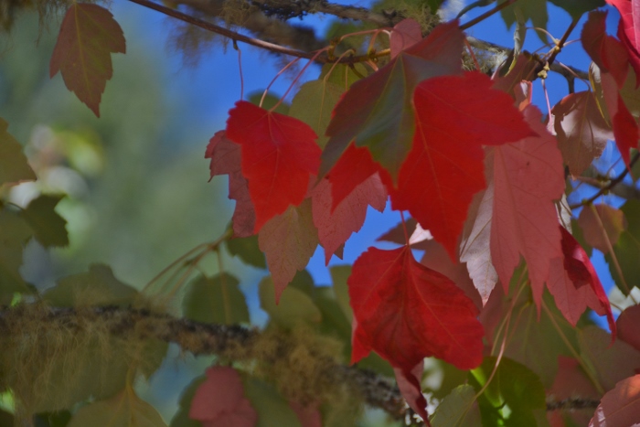 autumn leaves